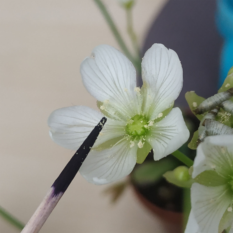 Kwiat-mucholowki-pylek (1)