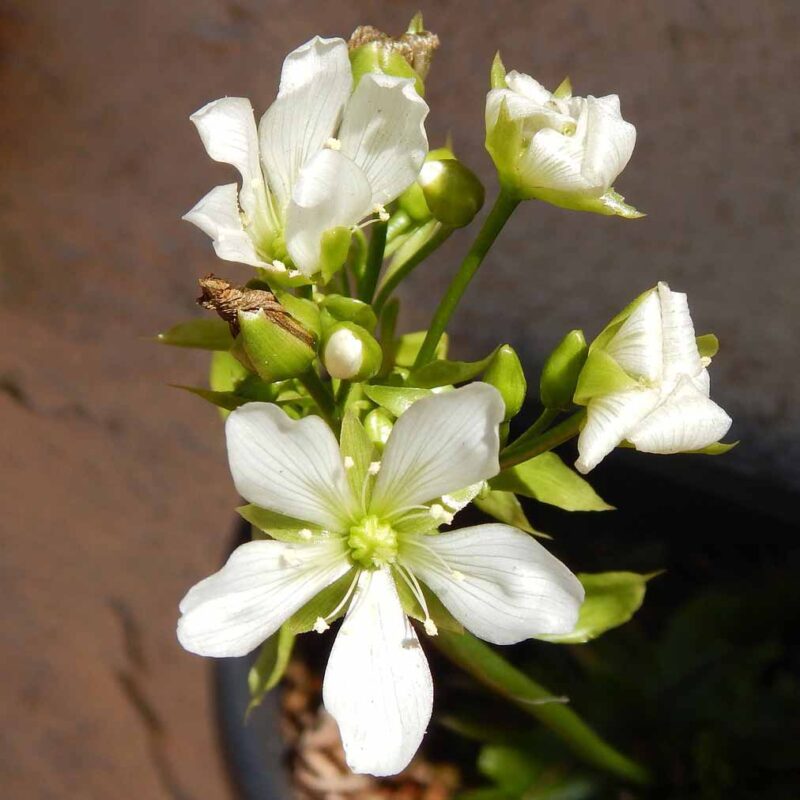 Kwiat muchołówki